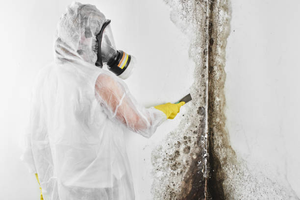 Best Toxic Mold Removal  in Williston Park, NY
