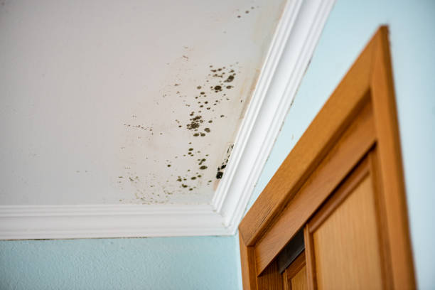 Best Attic Mold Removal  in Williston Park, NY