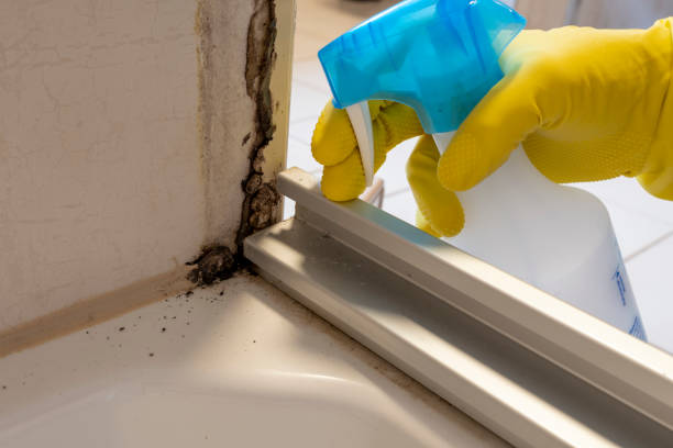 Mold Removal and Inspection