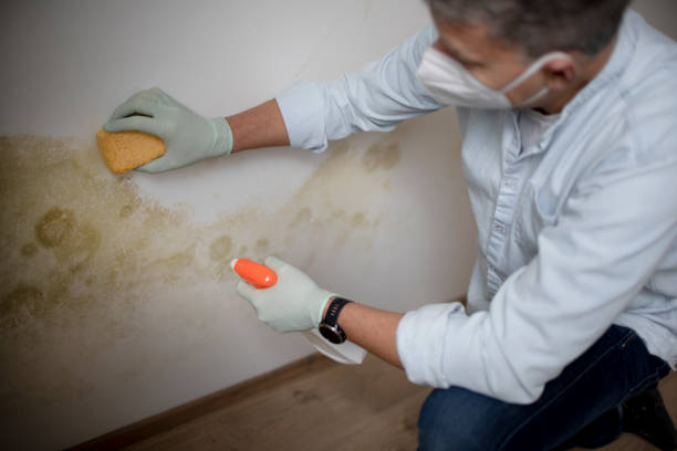 Best Toxic Mold Removal  in Williston Park, NY