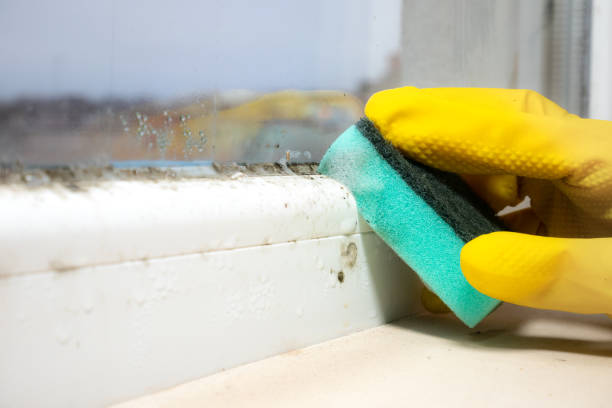 Mold Removal Process in Williston Park, NY