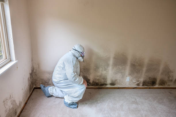 Best Emergency Mold Removal  in Williston Park, NY