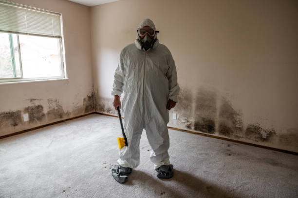 Best Certified Mold Removal  in Williston Park, NY