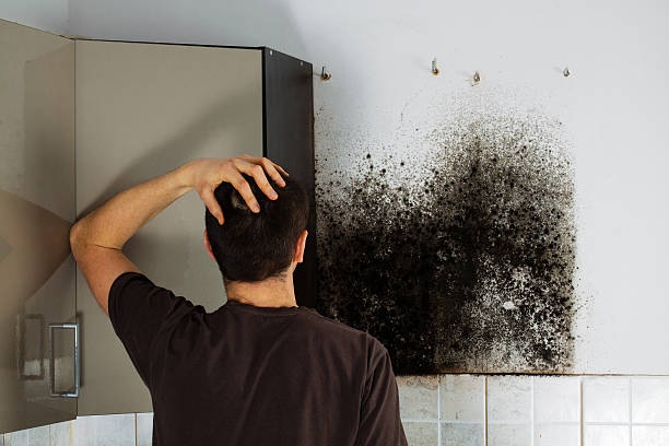 Mold Removal Process