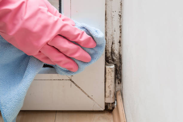 Best Mold Damage Repair  in Williston Park, NY