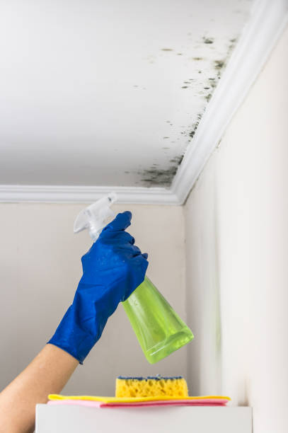 Best Residential Mold Removal  in Williston Park, NY